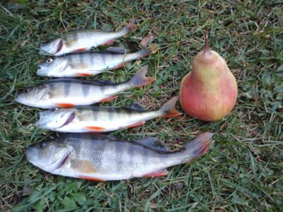 Eurasian perch ×5 — Ūsiai
