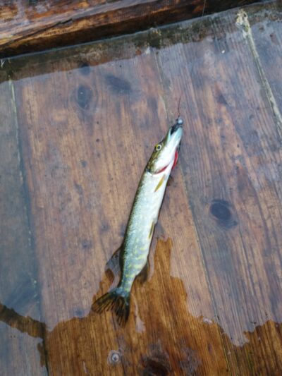 Northern Pike ×3 — Pagryžuvio