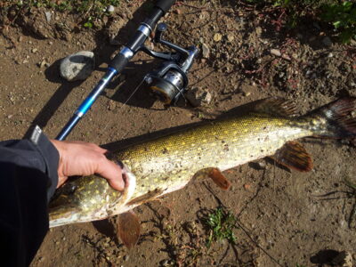 Northern Pike