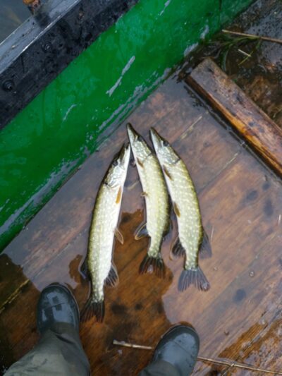 Northern Pike ×3 — Pagryžuvio