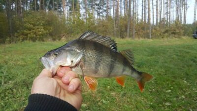 Eurasian perch — Eišiškių HE