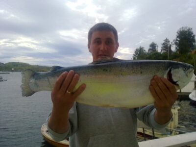 Atlantic salmon, 6.5 kg