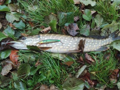 Northern Pike, 1.1 kg — Lukna