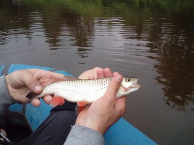 chub ×5 — Minija