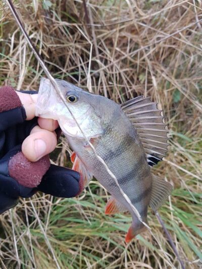 Eurasian perch — Danė