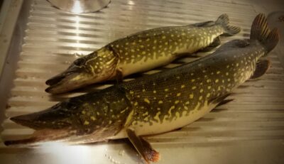 Northern Pike, 1.4 kg