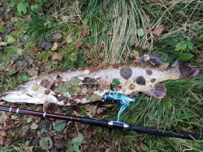 Northern Pike, 7.8 kg