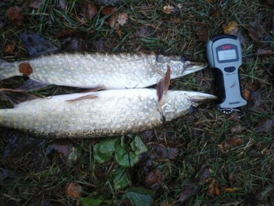 Northern Pike ×2 — Kiaunas