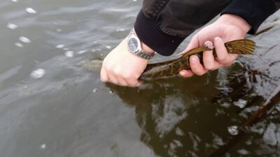 Northern Pike — Neman River
