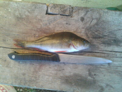 Eurasian perch, 0.1 kg — Lėvuo