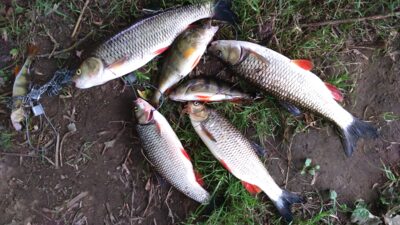 chub ×4 — Neris River