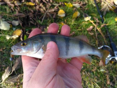 Eurasian perch ×15 — Antanavo HE
