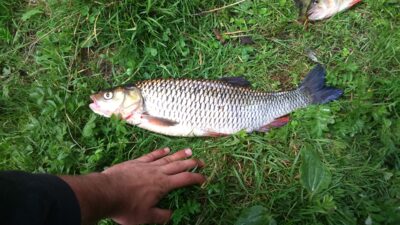 chub, 1.2 kg — Neris River