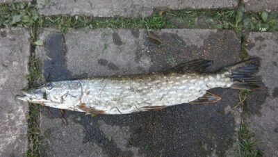 Northern Pike, 1.5 kg — Taramas