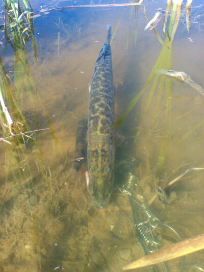 Northern Pike, 1.5 kg