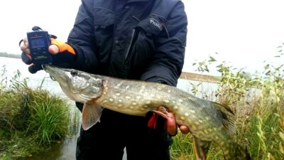 Northern Pike, 1.6 kg