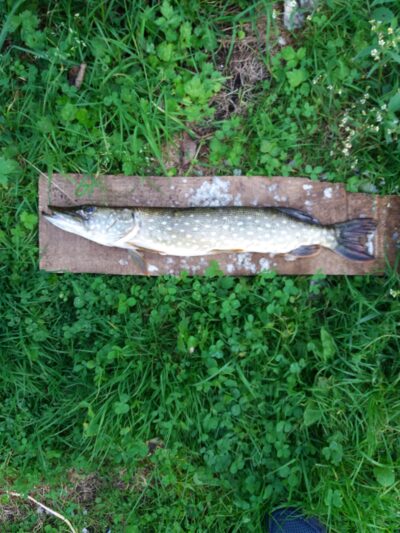 Northern Pike — Apušys