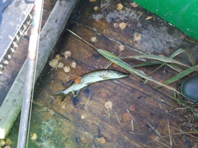 Northern Pike ×3 — Apušys