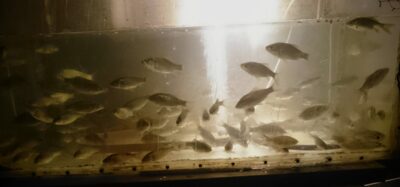 Crucian carp ×50
