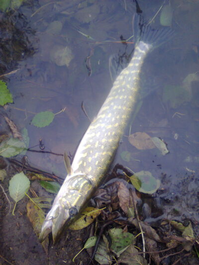 Northern Pike, 0.7 kg — Lėvuo