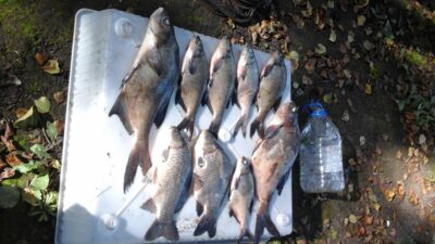 Crucian carp, 1.1 kg