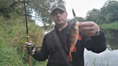 Eurasian perch, 0.3 kg — Nevėžis