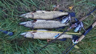 Northern Pike ×3 — Neman River