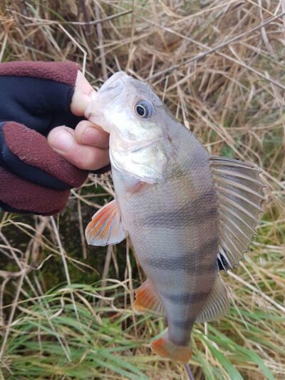 Eurasian perch — Danė