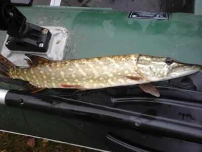 Northern Pike, 0.9 kg — Kiaunas
