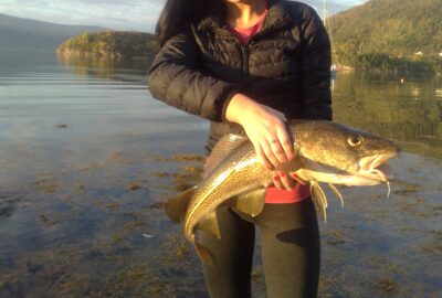 Atlantic cod, 3.0 kg — Norwegian Sea