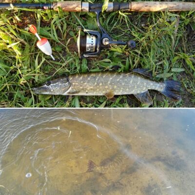Northern Pike — Neman River