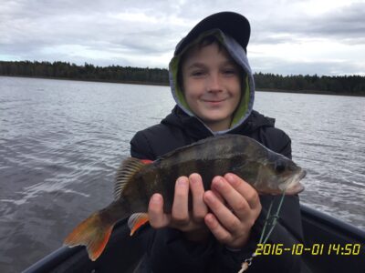 Eurasian perch, 0.5 kg — Gauštvinis