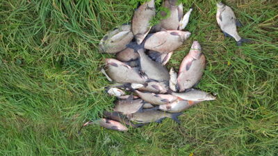 Carp bream ×25 — Skirvytė