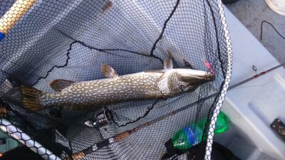 Northern Pike, 6.0 kg — Želvos