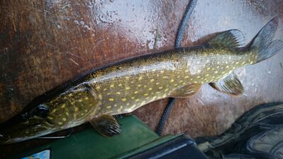 Northern Pike ×3