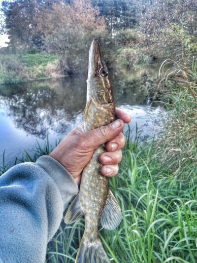 Northern Pike