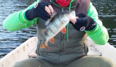 Eurasian perch, 0.5 kg — Sartai
