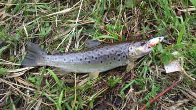 Brown Trout — Neris River
