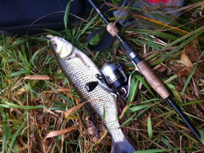 chub, 0.8 kg — Ančia