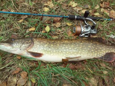 Northern Pike