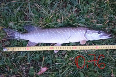 Northern Pike, 0.8 kg — Talkša