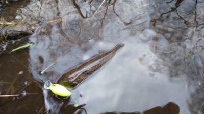 Brown Trout — Merkys