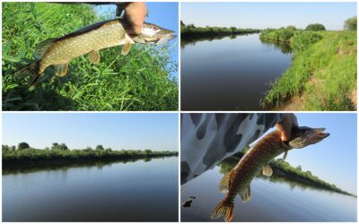 Northern Pike ×2