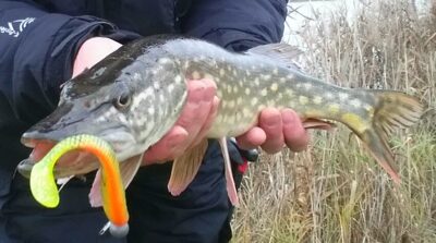 Northern Pike, 1.4 kg