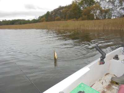 Northern Pike — Sartai