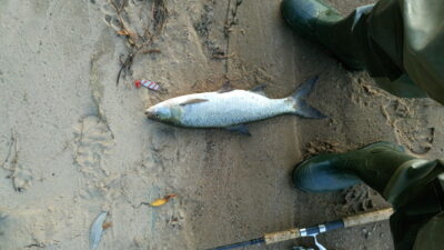 Northern Pike, 1.5 kg — Kaunas reservoir