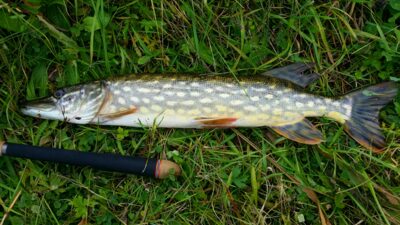 Northern Pike, 1.3 kg