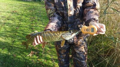 Northern Pike, 1.6 kg