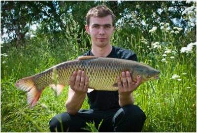 Grass carp