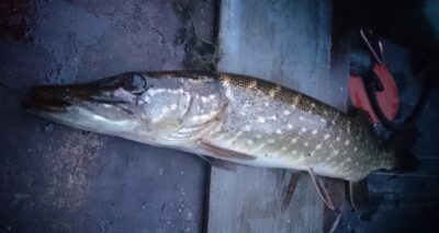 Northern Pike ×5